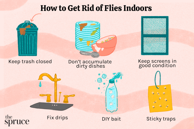 How To Get Rid of The House Flies and Prevent Diseases?